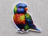 First view of Beautiful rainbow colored parrot, the lorikeet minder.
