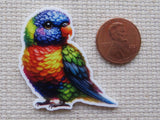 Second view of Beautiful rainbow colored parrot, the lorikeet minder.