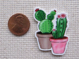 Two potted cacti minder next to a penny for size comparison.
