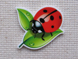 Minder of a ladybug on a leaf with water droplets.