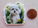 Second view of Cute Maltese Dog Minder.