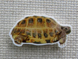 First view of Desert Tortoise Needle Minder.