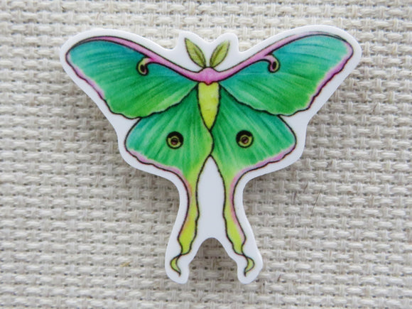 First view of African Moon Moth Needle Minder.