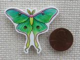 Second view of African Moon Moth Needle Minder.