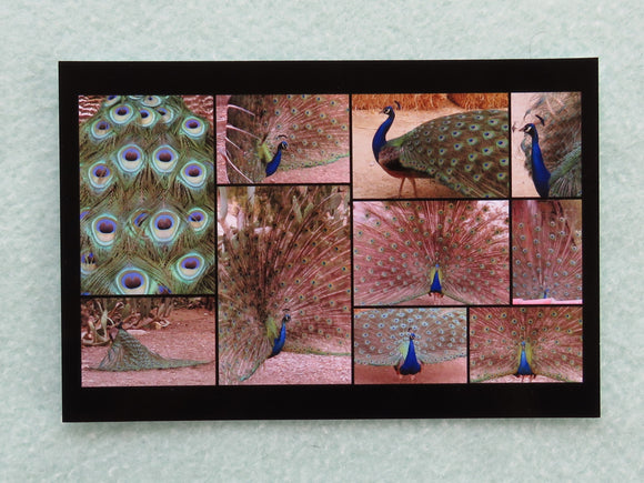 Collage view of all 10 peacock cards.