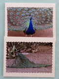 2 peacock photo note cards.