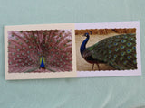 2 peacock photo note cards.
