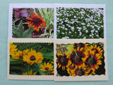 First 4 daisy cards.