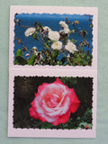 One white rose and one red and white rose photo note card.