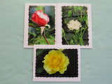 Also included in this pack is a pink rose bud, a single white rose, and a yellow rose.
