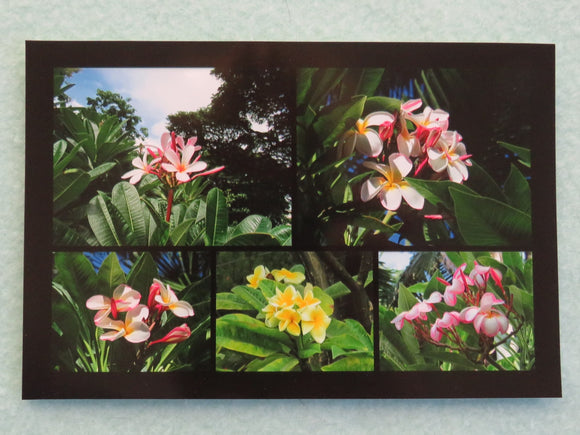 Collage view of Plumeria Photo Note Cards.