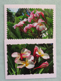 2 white and pink plumeria cards.