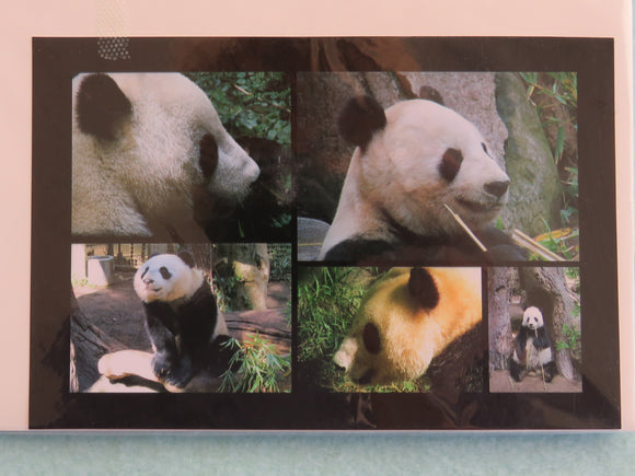 Panda Photo Note Cards