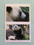 Panda Photo Note Cards