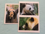 Panda Photo Note Cards