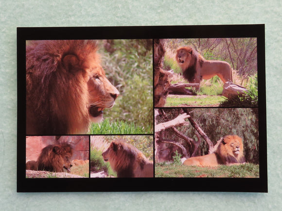 Collage view of male lion photos,