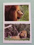 2 photo note cards of a male lion.