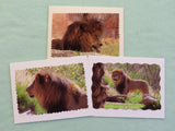 3 photo note cards of a lion.
