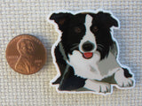 Second view of Black and White Australian Shepherd Needle Minder.