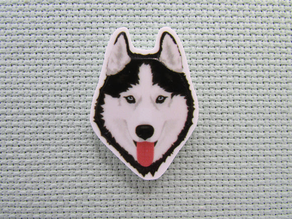 First view of the Siberian husky Needle Minder