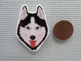 Second view of the Siberian husky Needle Minder