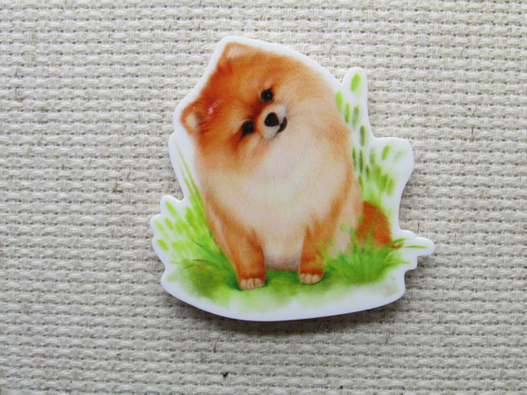 First view of the Curious Pomeranian Needle Minder