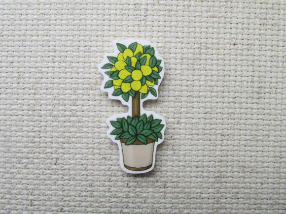 First view of the Lemon Tree Needle Minder